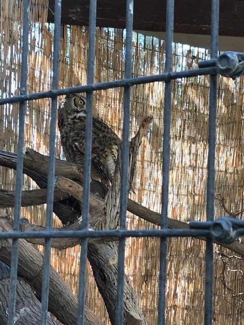 EHSKindie's tweet photo. #learningvacation @EHSKindie about #desertowls in Coachella Valley #visitCalifornia #ehsourstory https://t.co/w2Za00u84u