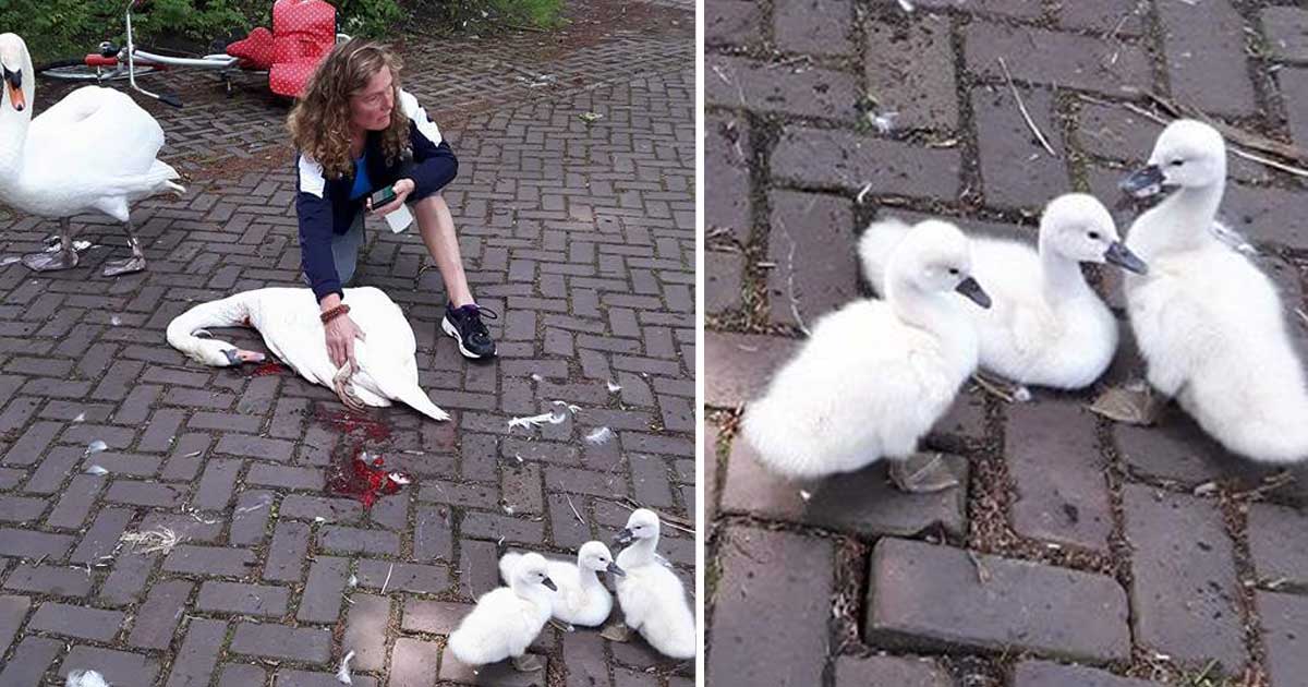 Man runs over mother swan in front of her frightened babies – now the internet is raging bit.ly/2BISfZO