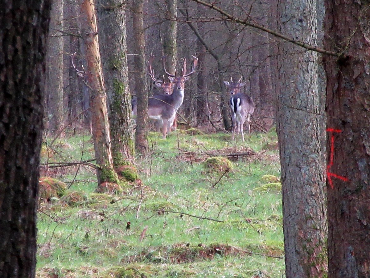 tonnymorsink's tweet image. Tijdens M-bike oog in oog  #damherten #engden #DeLutte #weeroverijssel @StormHour @ALageschaar @EarthandClouds @CumbriaWeather @NLWeerFoto  @MeteoGroupWeer @janvissersweer @weeronline @BuienRadarNL @Weerplaza @WilliamHuizinga    @marcopverhoef @whoebert @Diana_Woei @nicolienkroon