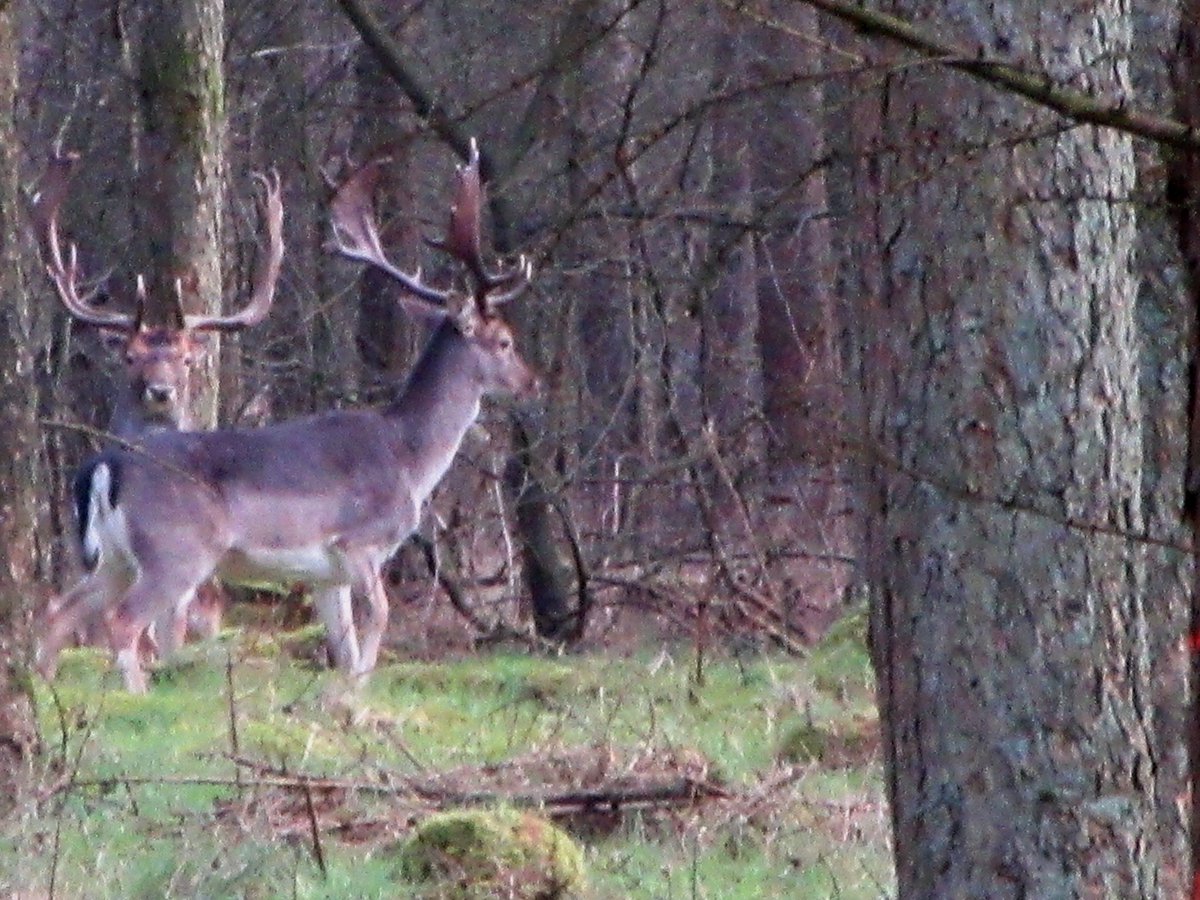 tonnymorsink's tweet image. Tijdens M-bike oog in oog  #damherten #engden #DeLutte #weeroverijssel @StormHour @ALageschaar @EarthandClouds @CumbriaWeather @NLWeerFoto  @MeteoGroupWeer @janvissersweer @weeronline @BuienRadarNL @Weerplaza @WilliamHuizinga    @marcopverhoef @whoebert @Diana_Woei @nicolienkroon