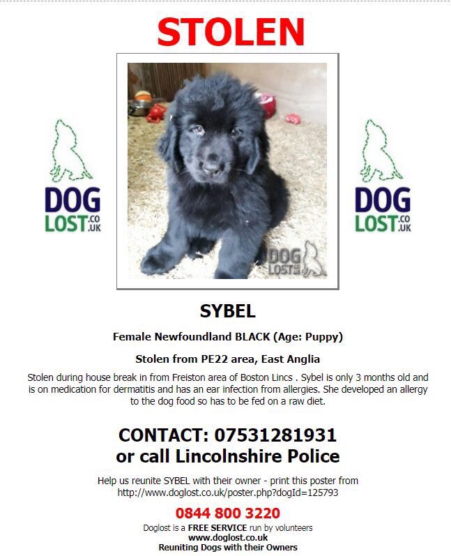 Mollie the Pug tweet media