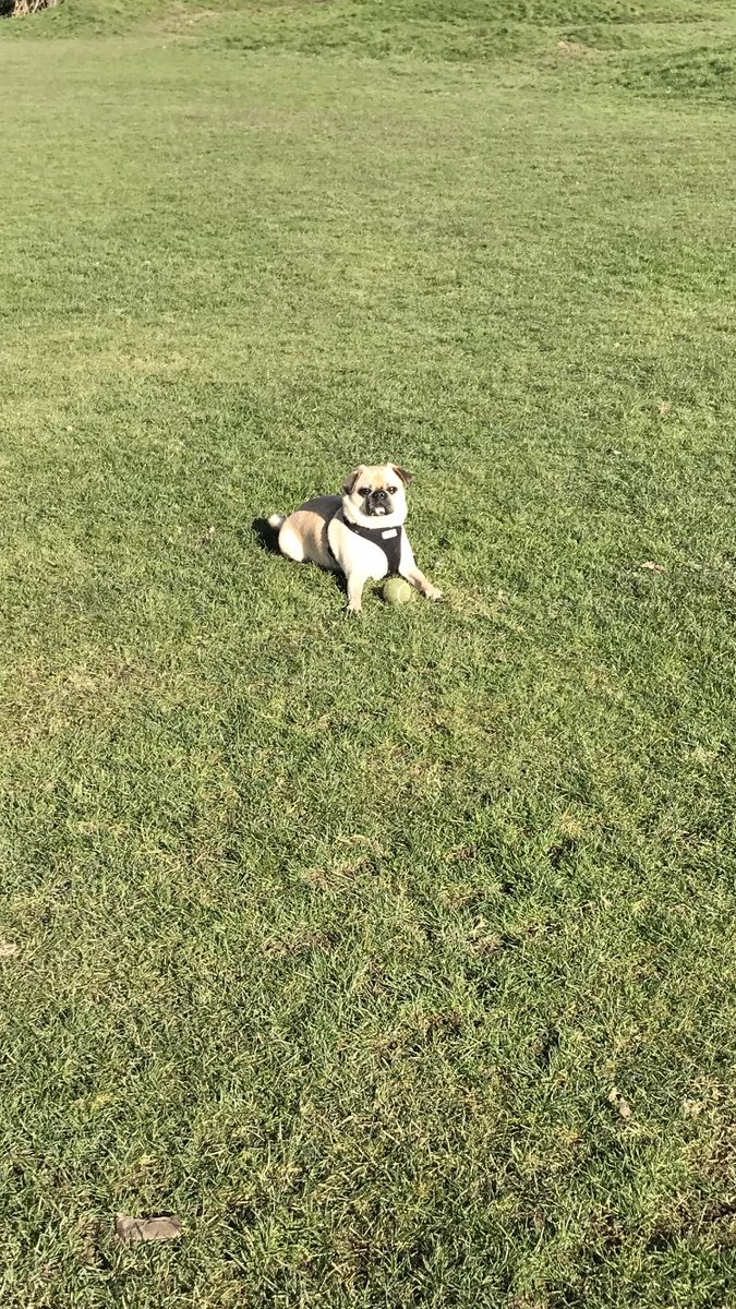 ohthatpooch's tweet photo. Spot of pug bathing today after chasing bally #pugbathing #sunpug #puglife https://t.co/SgBb1ahEG9