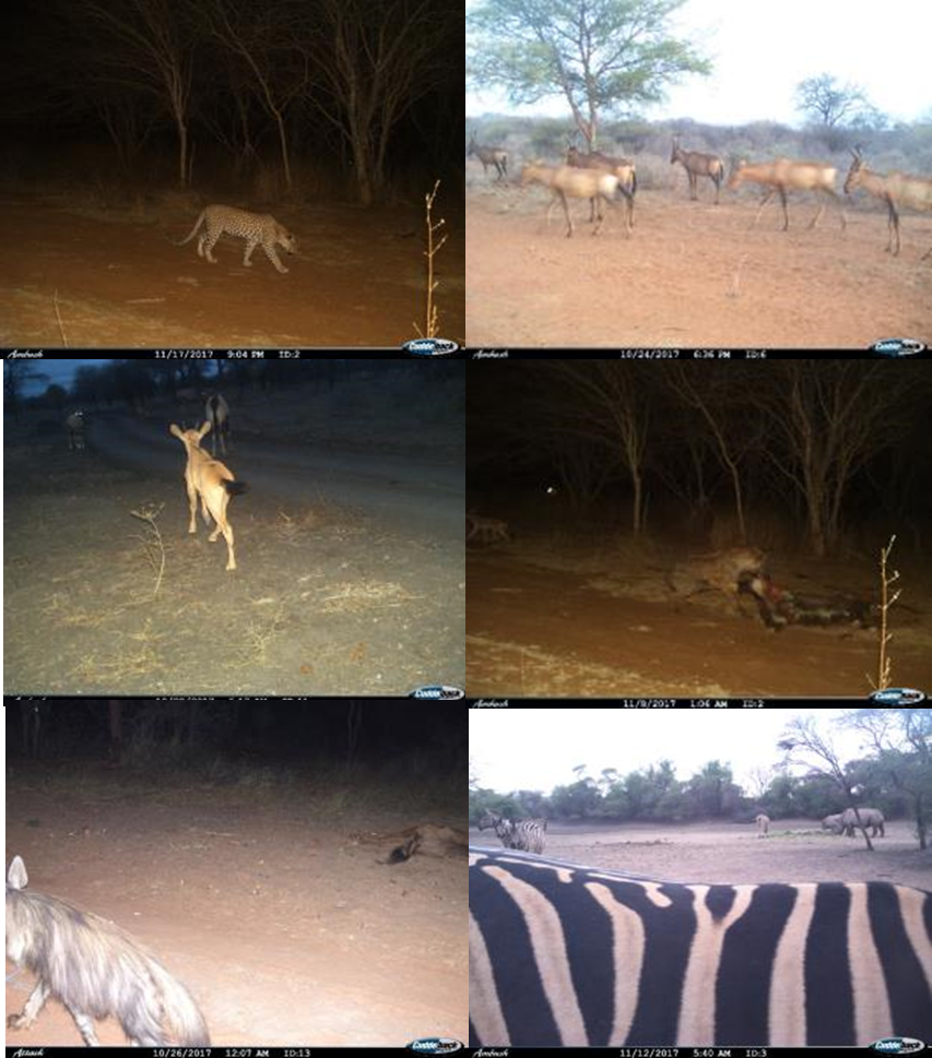 PRGameBreeding's tweet image. Some spectacular camera trap moments!

#PurpleRainGameBreeding
#PurpleRainGameBreedingInformation
#PurpleRainGameBreedingSouthAfrica
#GameBreedersSouthAfrica
#GameBreedersLimpopo
#Madikwe
#MadikweConservancy
#WildAnimals
#Wanderlust 
#GameReserve