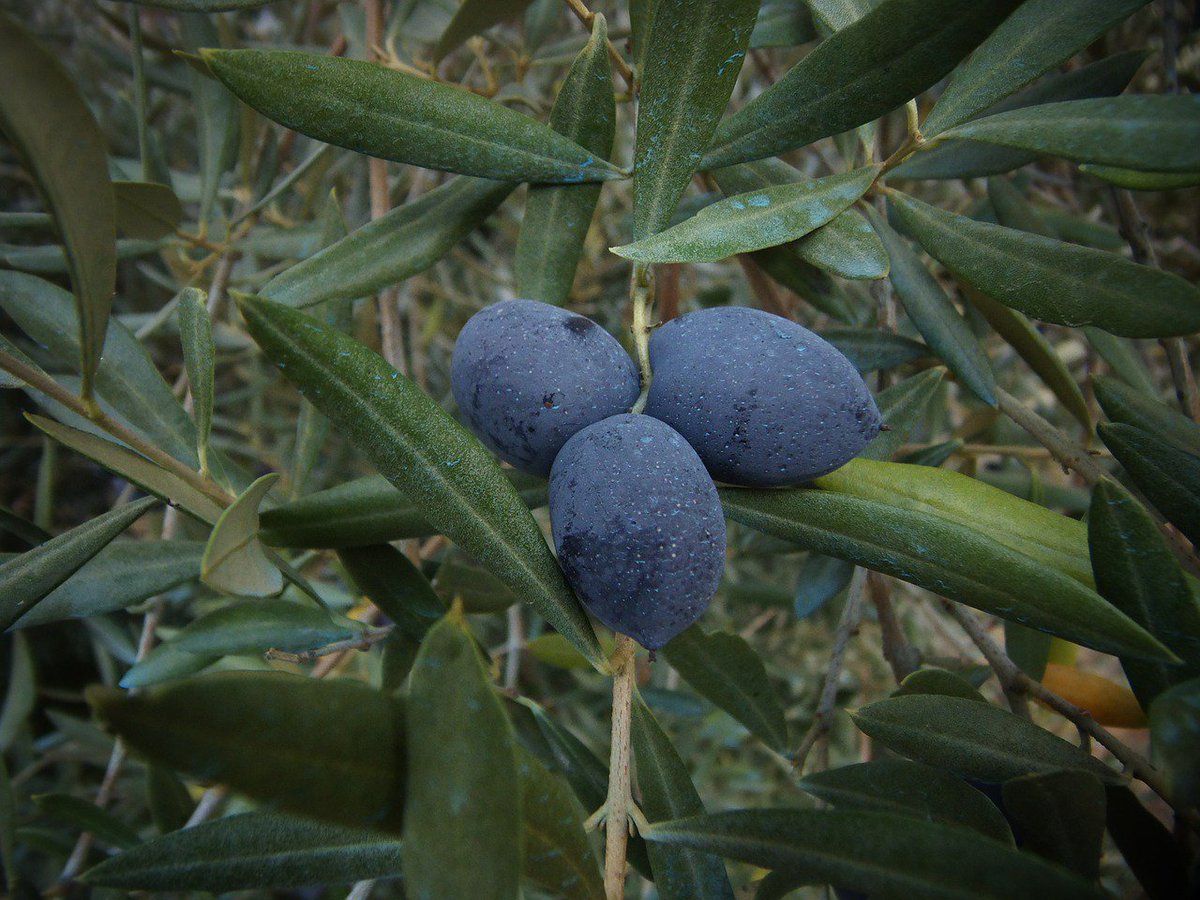 Why not use #oliveoil on chapped #lips for fast healing &amp; extra smoothness? #natural #organic #skintip #beautytip