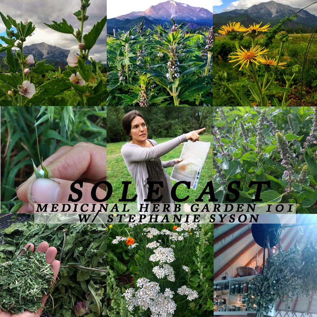 mcsole's tweet image. Solecast: "Medicinal Herb Garden 101" w/ Stephanie Syson
Everything you need to know to get started growing your own medicinal plants. What to grow, and how to use.
soleone.org/solecast/2018/…