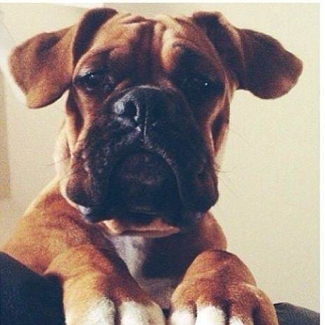 odonocuida's tweet photo. Hi. How are you? 😂
Follow: @odonocuida .
.
#dog #dogsofinstagram #dogs #instadog #dogstagram #doglover #ilovemydog #dogoftheday #lovedogs #dogsofinsta #instagramdogs #doglife #doglovers #dogsofig #cutedog #doglove #dogslife #caesdeportugal #caesdospo… https://t.co/NBPkEPArxn https://t.co/662BvYYDPj
