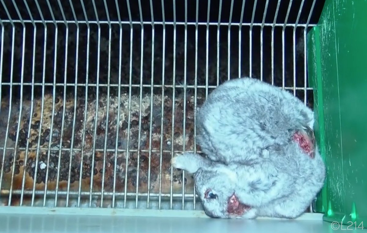 PETA on Twitter "No rabbit deserves this, dolcegabbana. They live in
