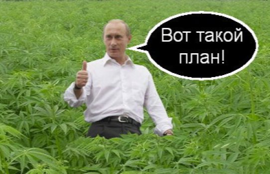 Путин марихуана Путин марихуана конопля на рабочий стол бесплатно