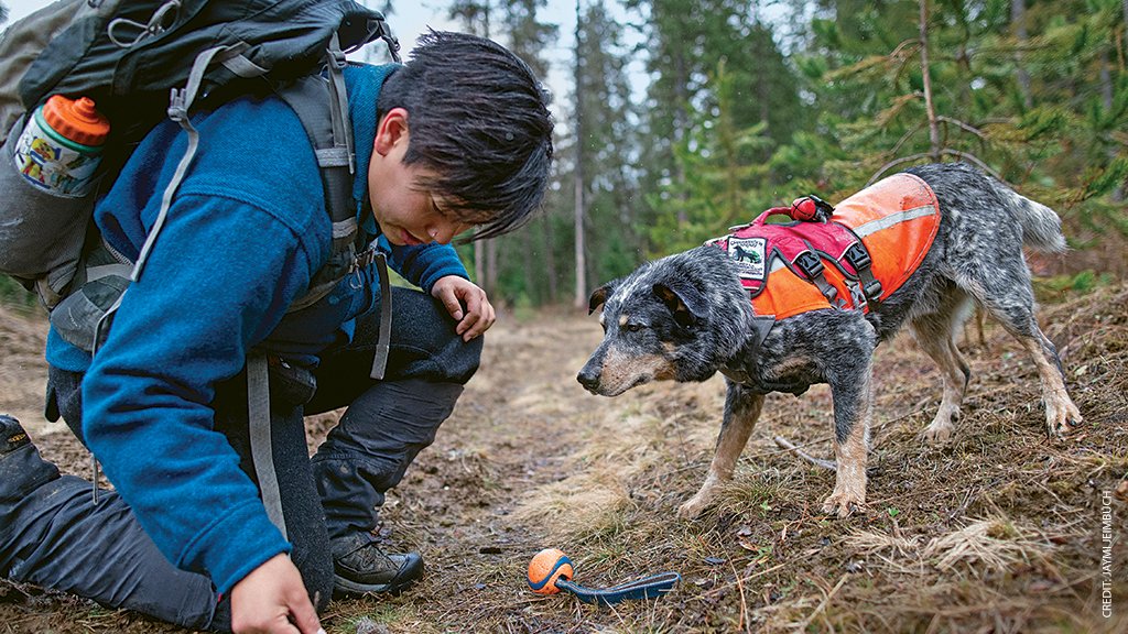 Conservation Canines founder, biologist Sam Wasser, has compared a dogs’ ability to detect a specific scent to being able to taste a tsp of sugar dissolved in a million gallons of water. See how a dogs help scientists answer tough conservation questions: bit.ly/2E8iuKO