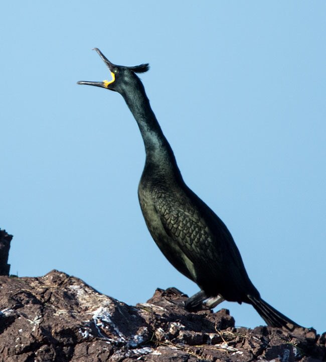 Dunbar Harbour, Wednesday pm: Shags