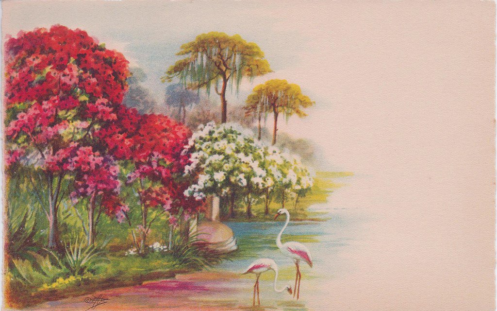 ecorelics's tweet photo. E. G. Barnhill Hand painted Photographs and Postcards-A Blast from Florida’s Past https://t.co/SbMFiDqTPR https://t.co/BdktrEg2nU