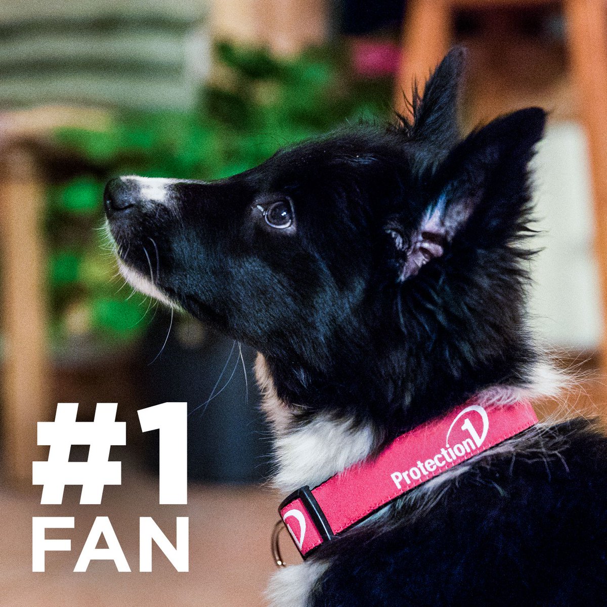 ProtectionOne's tweet image. Protection 1: Keeping you and your fans safe and sound since 1988.