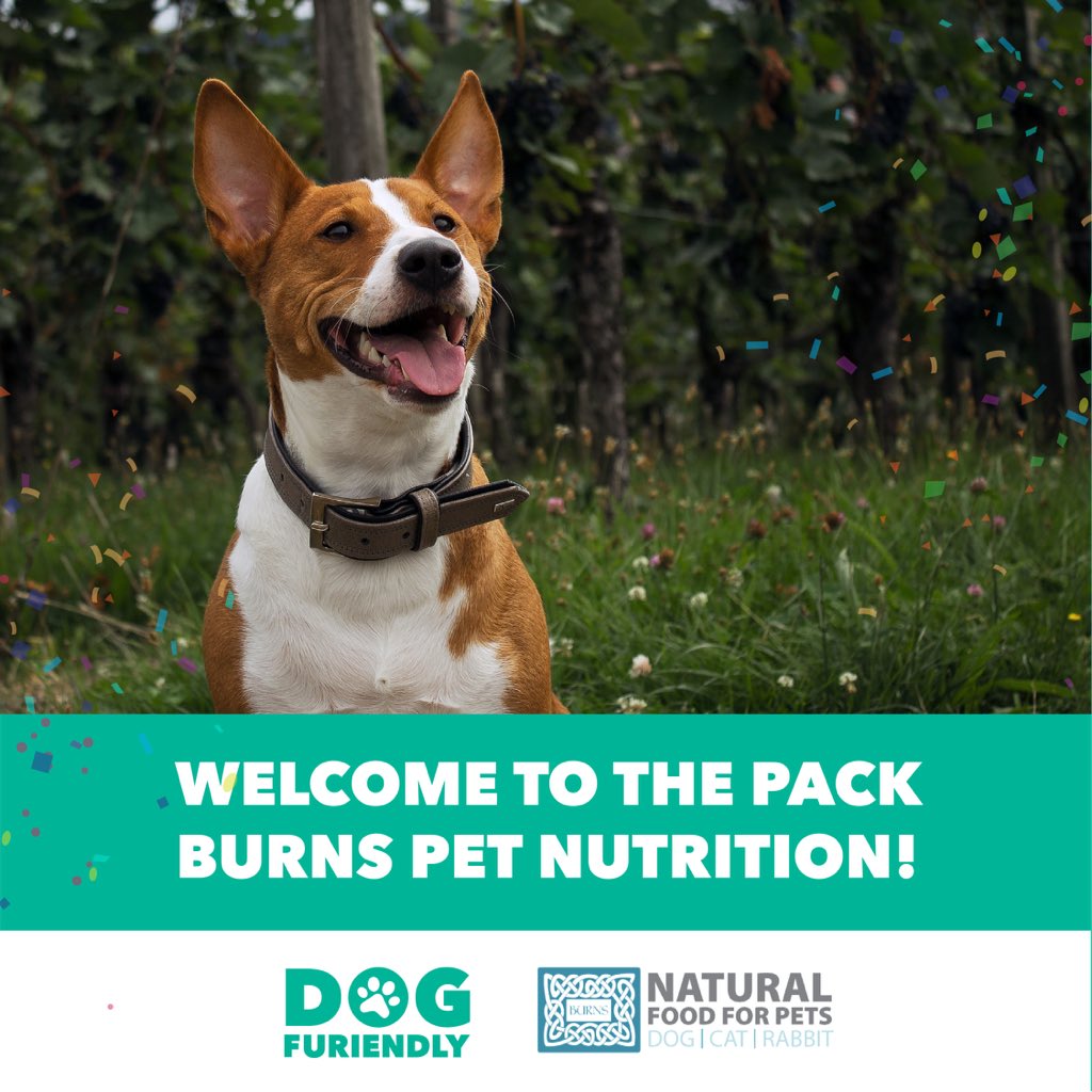 DogFuriendly's tweet photo. SUPER excited to welcome @burnspetfood to our pawtner pack! 😍 They have a fantastic dog friendly attraction called Parc Y Bocs. 🙌 With a drop in pet clinic, cafe and shop that sells tail-waggingly, healthy pet food. 😋 We have so many exciting adventures planned with them! 🎉 https://t.co/xVLJFwzphi