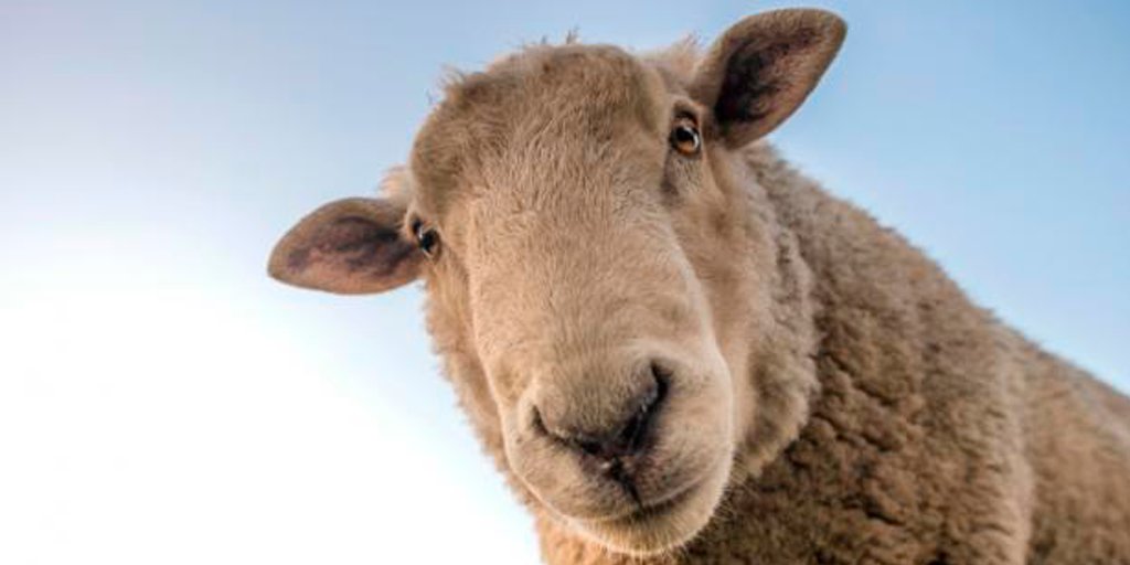 Artesanas chilenas rescatan lana merino, fibra más antigua y fina del mundo. bit.ly/RedCienciaLana