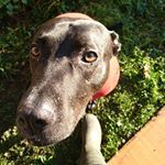 theruralsoul's tweet photo. Kobi's now on Instagram as he seems to be way more popular than I'll ever be
https://t.co/laqlwq2mqE
#lblogger #countryblog @FemBloggers @rtlblogger https://t.co/z2N4m5Rq3t