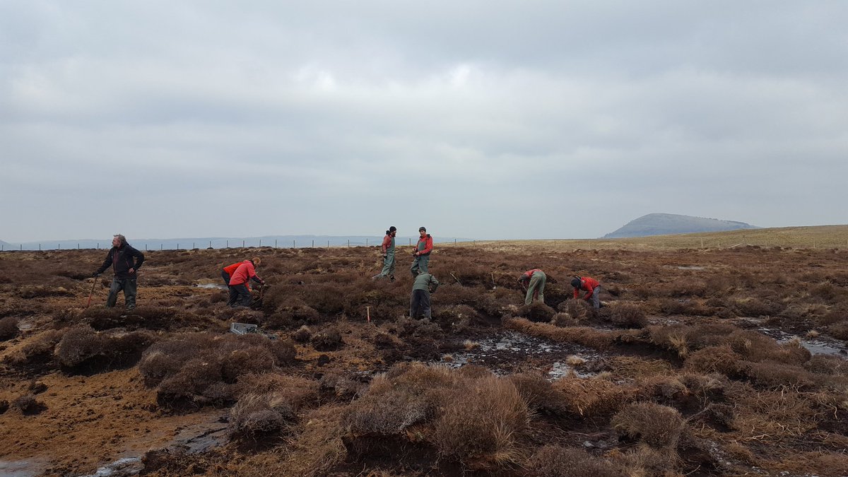 NT Ullswater Rangers (@ntullswater) on Twitter photo Another one from Matterdale Common today leveling off peat haggs to stop erosion with <a href="/cumbriawildlife/">CumbriaWildlifeTrust</a> Another one from Matterdale Common today leveling off peat haggs to stop erosion with <a href="/cumbriawildlife/">CumbriaWildlifeTrust</a>