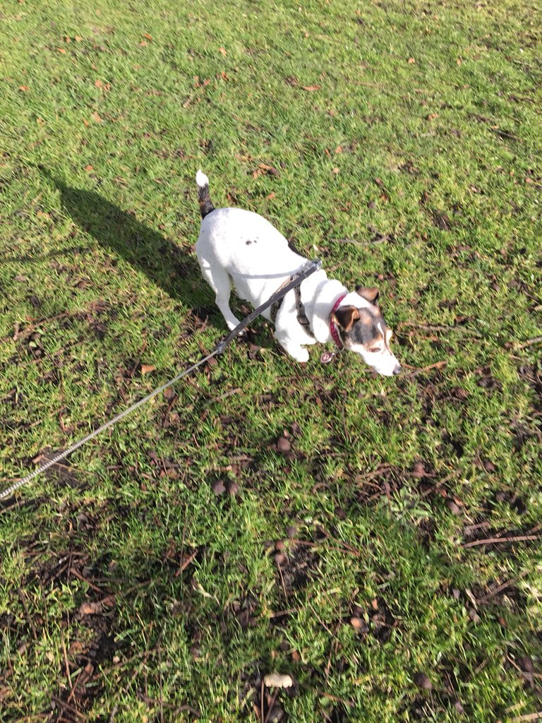 TWIGGS_D_W's tweet photo. Another sunny walk, bloomin ‘eck Yorkshire! #dogs #cutedogs #dogsoftwitter #jackrussell #dogwalker #bestjobever https://t.co/pUtimYIJ8X