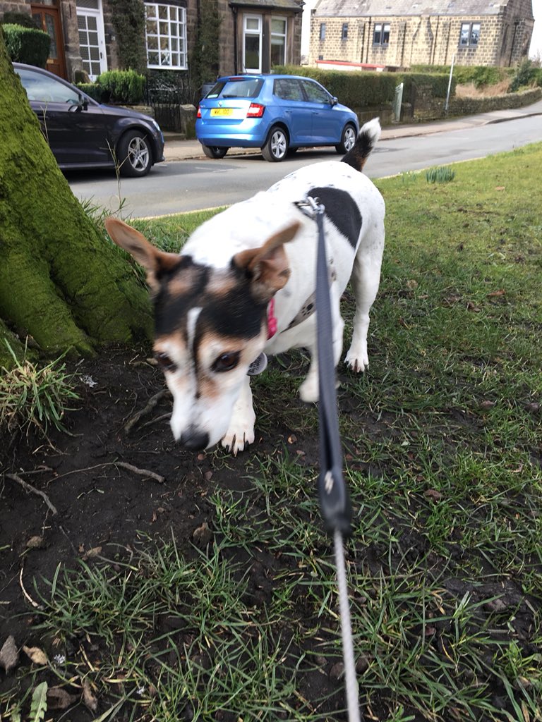 TWIGGS_D_W's tweet photo. Another sunny walk, bloomin ‘eck Yorkshire! #dogs #cutedogs #dogsoftwitter #jackrussell #dogwalker #bestjobever https://t.co/pUtimYIJ8X