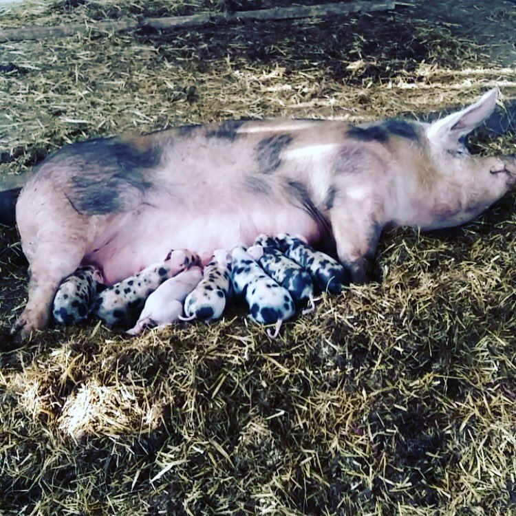 🐷🐷🐷Patch the pig and her new litter of piglets she gave birth to yesterday!! 🐷 🐷 🐷  #pig #pigglets #love #farm #barn