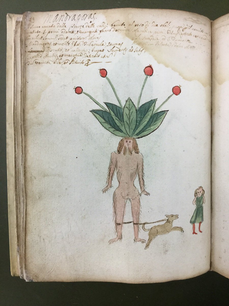 Mandrake #WalkingTheDogDay on a #FolkloreThursday ! @NHM_Library