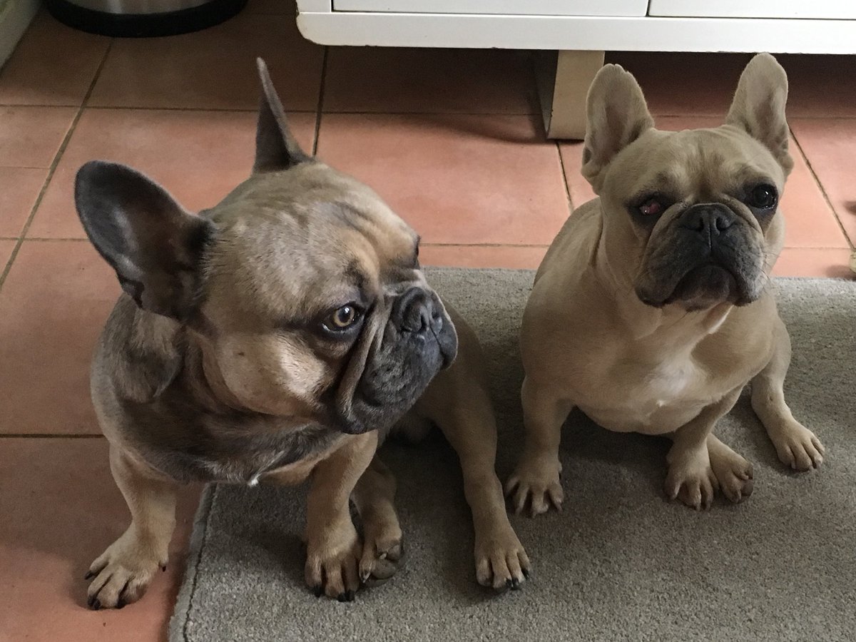 @seanburns3 @thefrenchieuk @yesiscoming @MissChloePaws @myfrenchie @2FrenchBullys @FrenchBulldogD @FrenchieRoyce