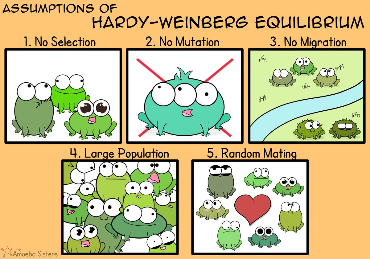 Amoeba Sisters on X: amoeba-sisters-on-x-hardy-weinberg-equilibrium-requires-some-assumptions-science-scicomm-amoebasisters-https-t-co-nkl04xqhmx-x
