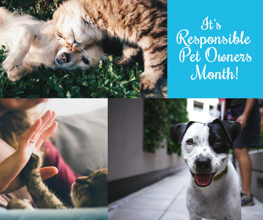 Find it difficult to keep your pets comfortable during a road trip? This #spring, keep these helpful tips in mind: goo.gl/5wxPWs