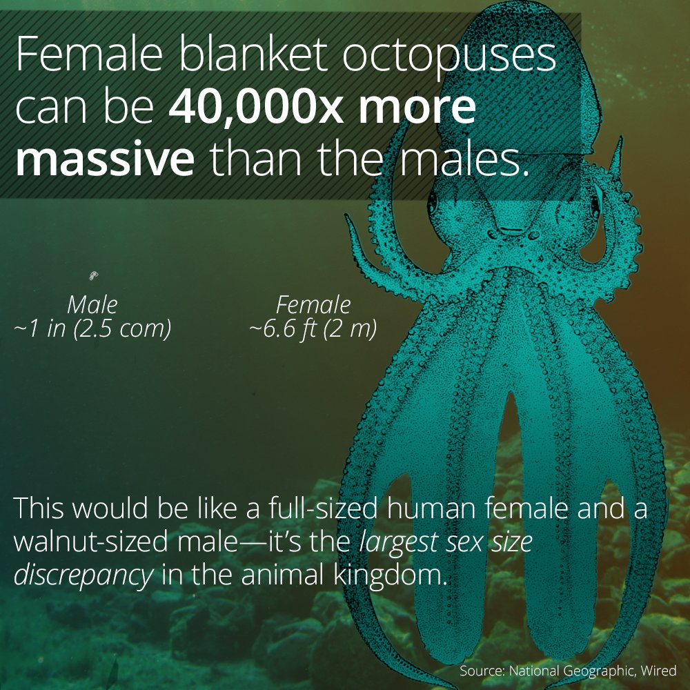 Mating Blanket Octopus