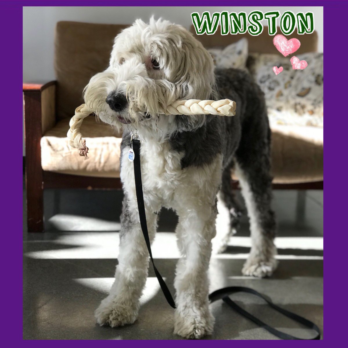 VetCancerGroup's tweet photo. Meet Sir Winston of Callaway.
Mature in age, yet puppy-like in spirit, eight year old Winston loves rump scratches & “borrowing” other dog’s toys if he sees them sitting around.
#vetcancergroup #kickingcancersbutt #OES #radiationgraduate https://t.co/r9SsJxZxwq