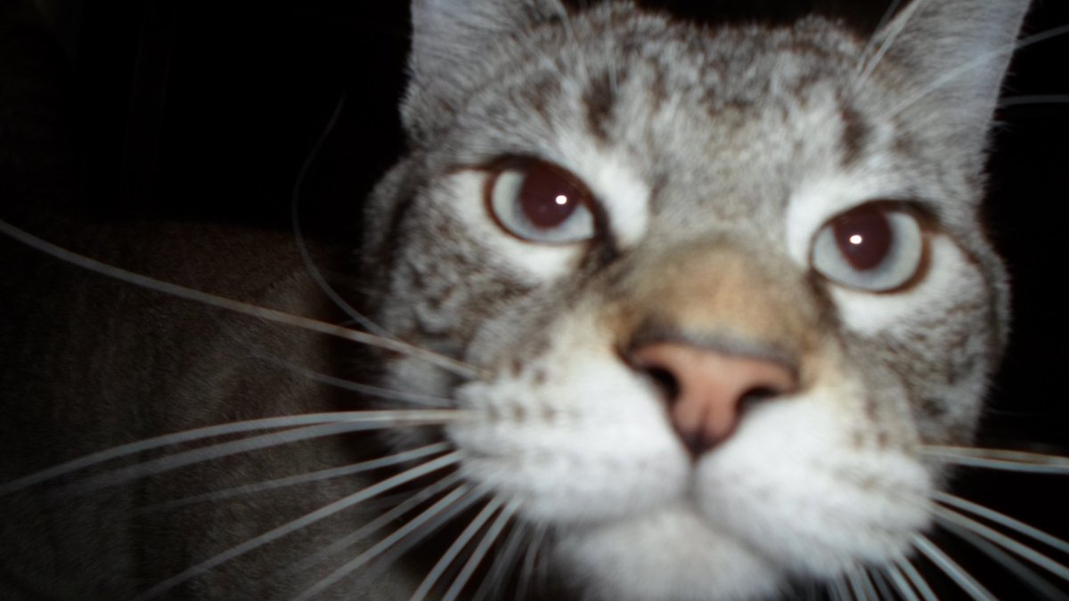 KyootScooter's tweet photo. Chaster the cat at 4 am ~ This is revenge for the 10,000 times he woke me up at 3 am. One of my favorite pics. 🤣😾 https://t.co/5QS4erV9YM