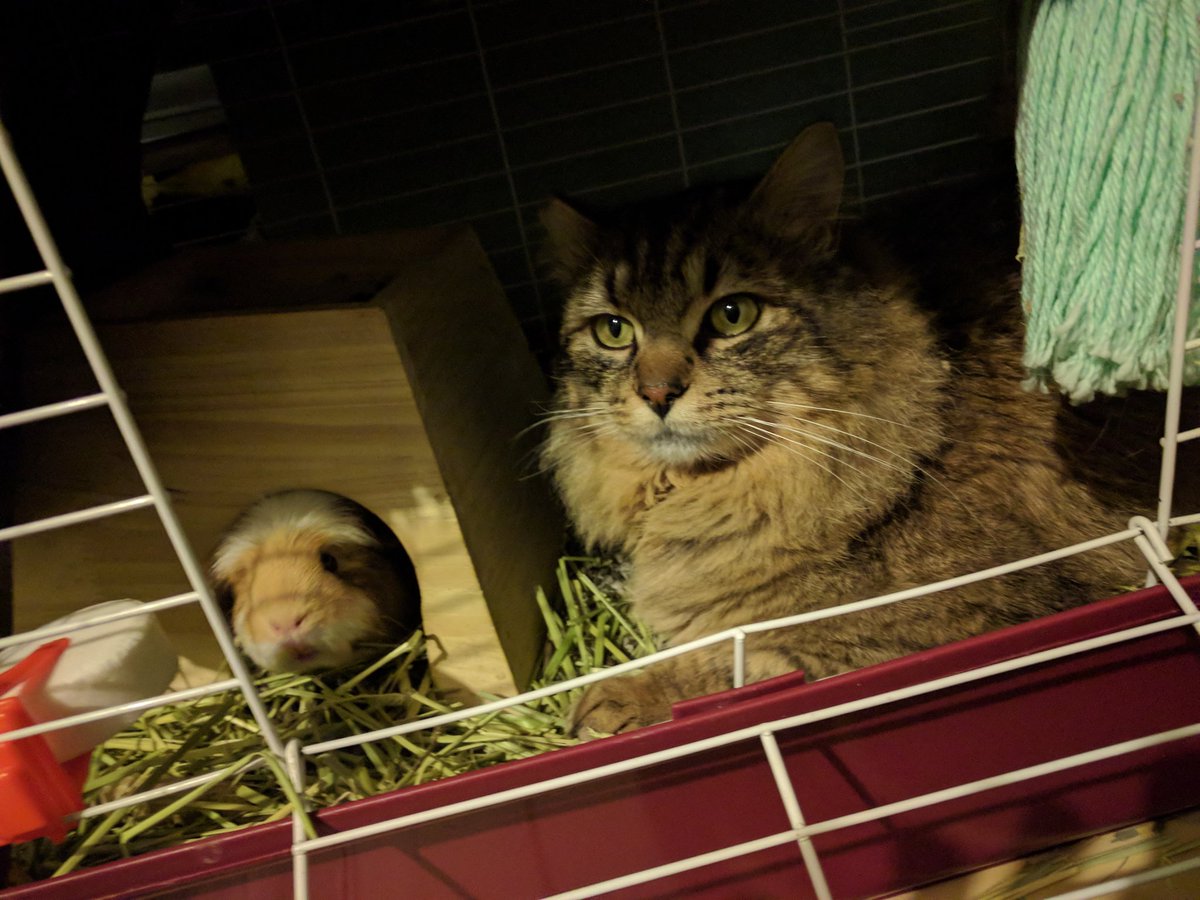 we noticed our cat smelled like hay and realized that he's been hanging out with our pig in her cage????? they're just chilling ????