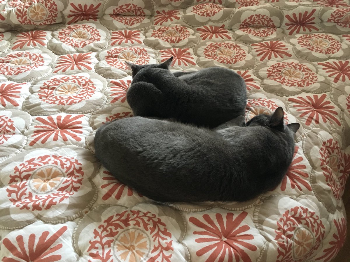 This Is Us. #CatsOfTwitter #sleepingcats