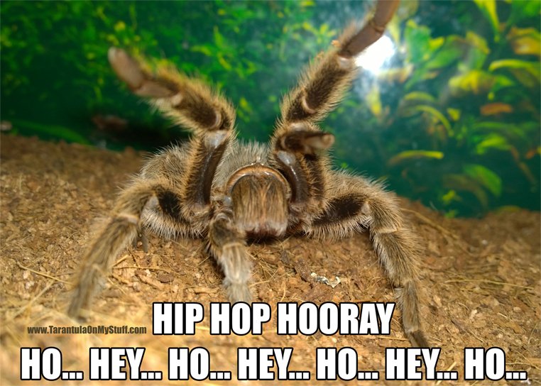 LoveTarantulas's tweet photo. I give props to hip hop so... #TarantulaMeme #LoveTarantulas #NaughtyByNature https://t.co/hejEpqJPPl