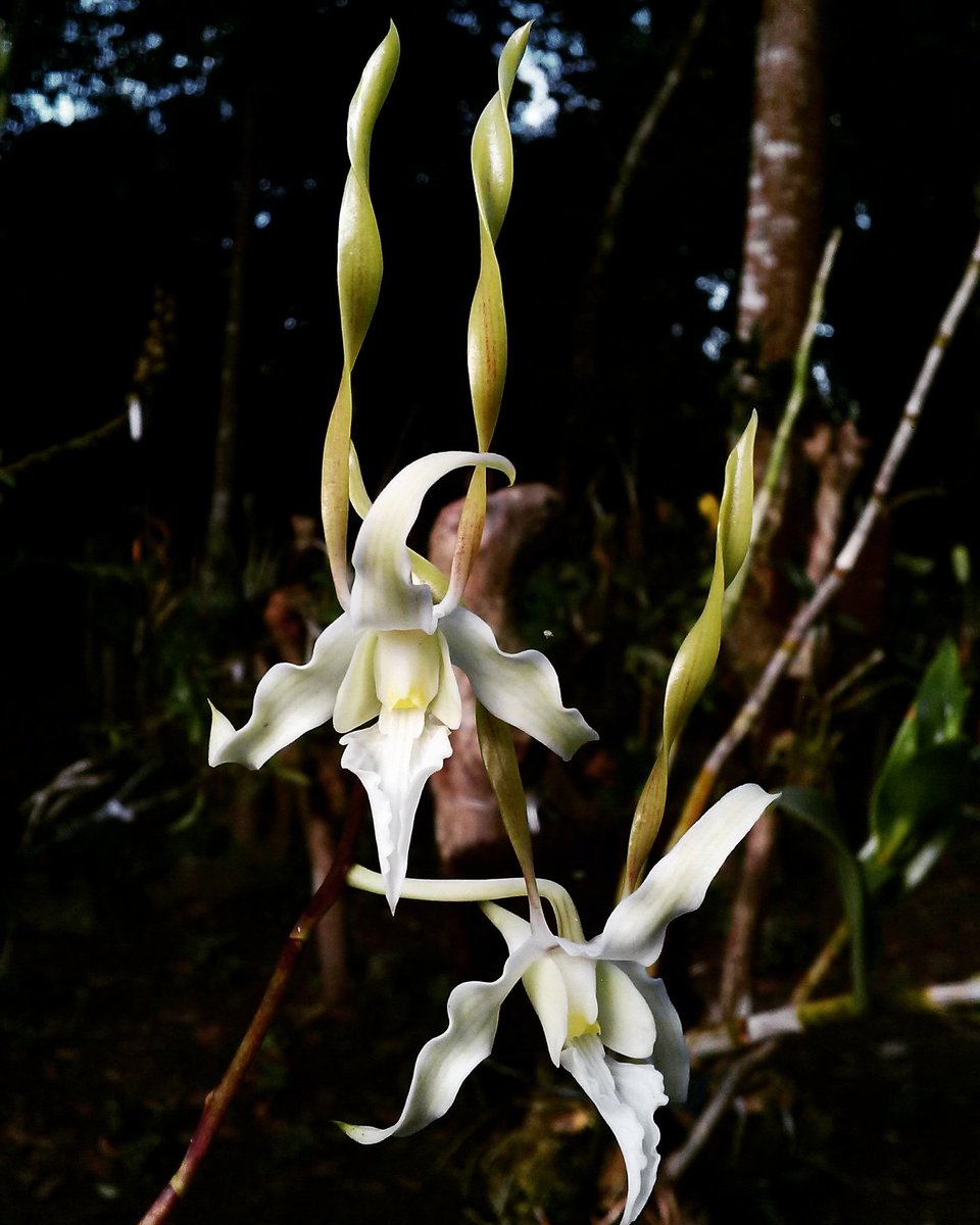 balelawang's tweet photo. Dendrobium strepciceros https://t.co/8IJl2S0bZA