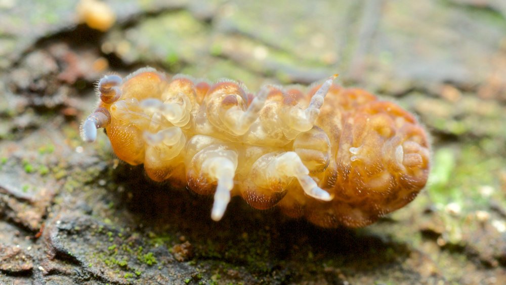 ExploreSoils's tweet photo. Wonderful Collembola photography from the site 'A chaos of delight'. Have a look! https://t.co/PrRA6rKkWt https://t.co/w53yGgGdYU