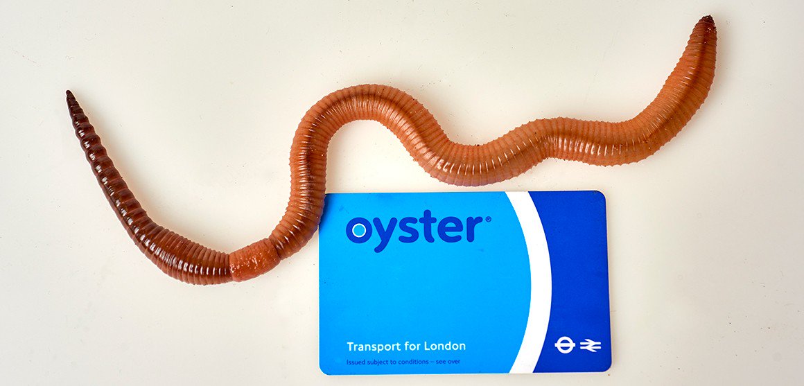 ExploreSoils's tweet photo. Dave the longest UK worm (40cm) may have a challenger! Though photo makes one wonder what other things people use to show scale!? https://t.co/NHmOra98Q7 https://t.co/QxbNAu1zmb