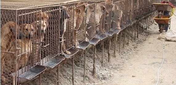 NamiKim_DogsSK's tweet photo. "To those Deaf and Blind (to the #DogMeatTrade in #SouthKorea ) this is why raising awareness is so important. How #Shameful !"

Please share these actions far and wide ➡️https://t.co/H6rTufSIjb

ℹ️https://t.co/2nUEBmzaYA https://t.co/JisbS7rUtJ