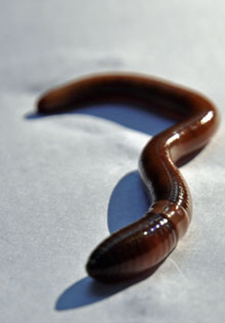 ExploreSoils's tweet photo. Invasive earthworms? Jumping earthworms? Yup: https://t.co/eisc6PAePs https://t.co/JwX0ufpAbB