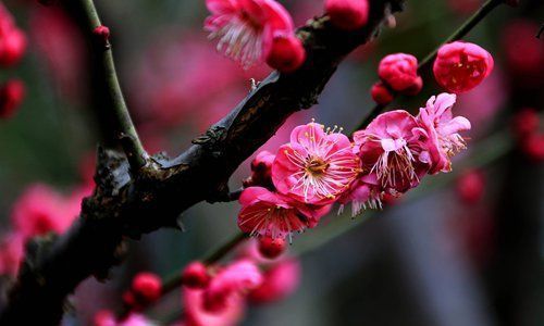 Global Times Plum Flowers The Symbol Of Grace And Nobility In Chinese Culture Are Seen Blossoming In Baojia Garden In Shexian County East China S Anhui Province Photos Vcg T Co Qwqnebfph6 T Co 1khapsjkpm