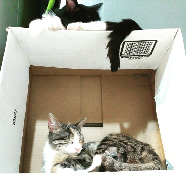CatfecitoGazzu's tweet photo. Gazzuzeros, ayudanos a recolectar cajas grandes y enormes.
¡Tenemos una misión que cumplir!
Ayudarnos lograr nuestro objetivo
#Gazzuzeros #cajas #gatos #catfecito https://t.co/HjIUCQ7XS4