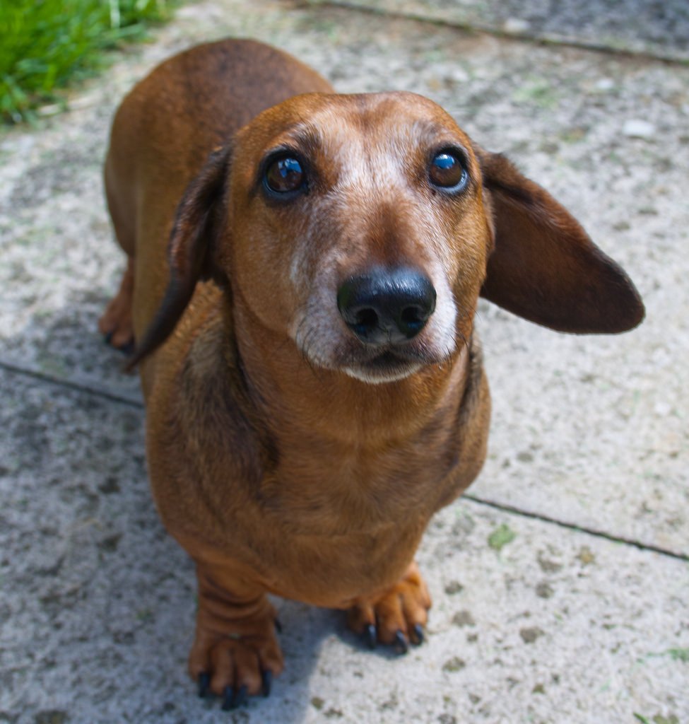 Just look at the face! 😍 #dachshund #dachshundlove