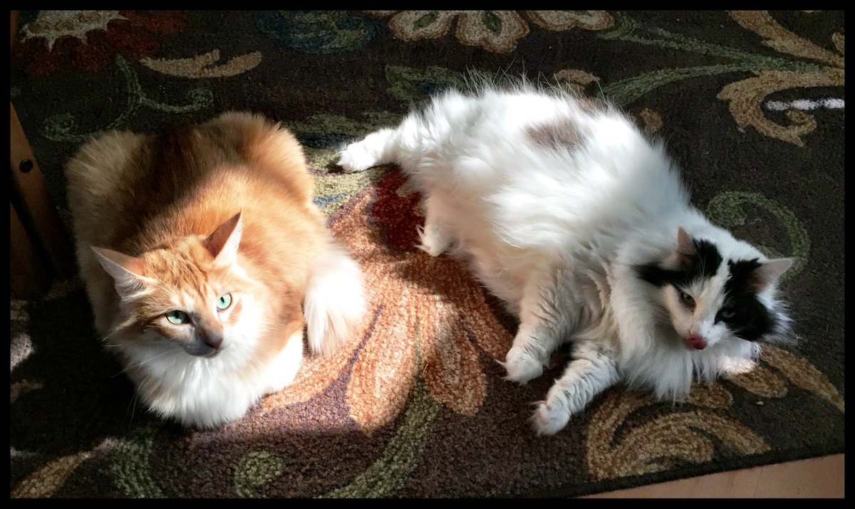 mergryphon's tweet photo. @DollHouseKiera #LoveYourPetDay I'm late, but the fur babies are worth the wait. #Wonderkitty #ToryPuss #Oberon https://t.co/ClHWi5Juvr