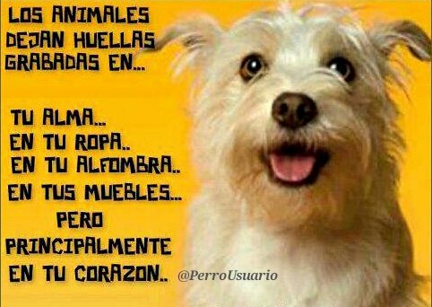 Tiernas huellitas de puro amor🐾🐾💕