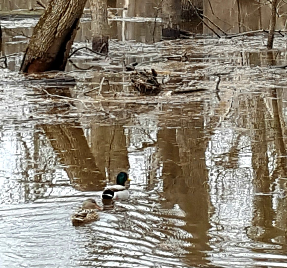griz1's tweet photo. Nature trail run thru #RobinsonWoods near @fly2ohare finds deer, squirrels, ducks & more! #river #ice #slipperymud #2828challenge @TrailRunningMag @LARoadRunners @GizaAlex https://t.co/9OQAU1l1AX
