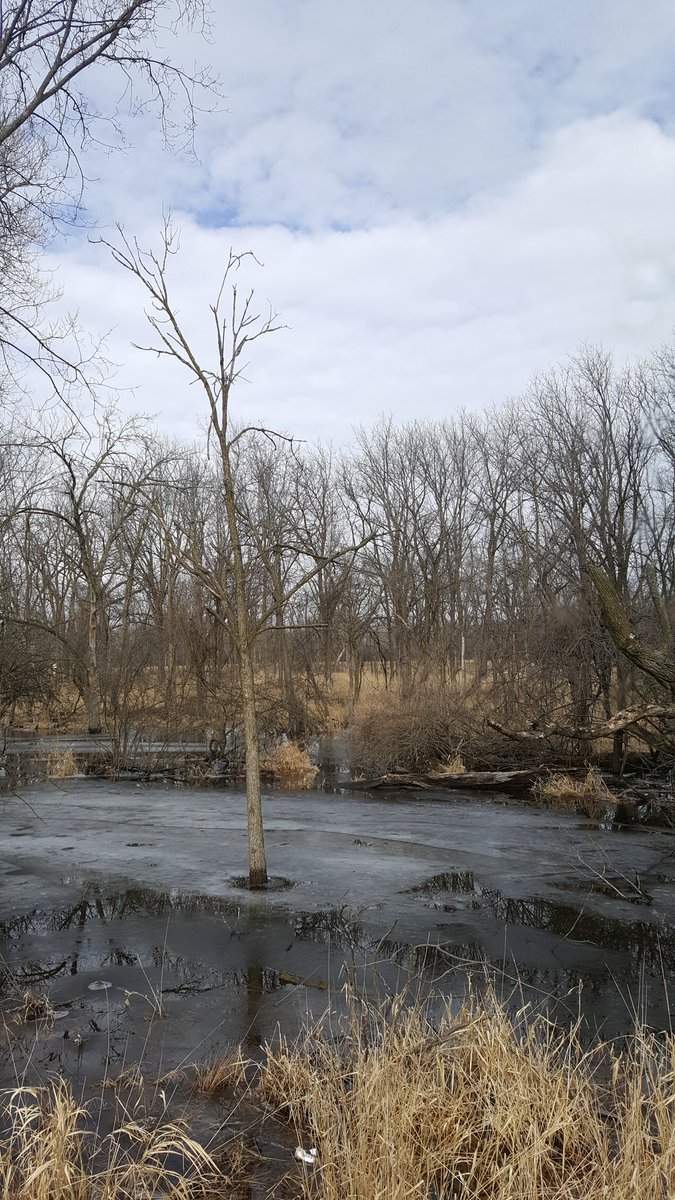 griz1's tweet photo. Nature trail run thru #RobinsonWoods near @fly2ohare finds deer, squirrels, ducks & more! #river #ice #slipperymud #2828challenge @TrailRunningMag @LARoadRunners @GizaAlex https://t.co/9OQAU1l1AX