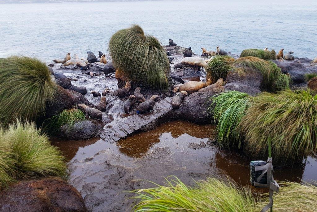 GPS technology and remote cameras are helping scientists better understand how to prevent sea lion pups from dying on the subantarctic islands: bit.ly/2EKSshL