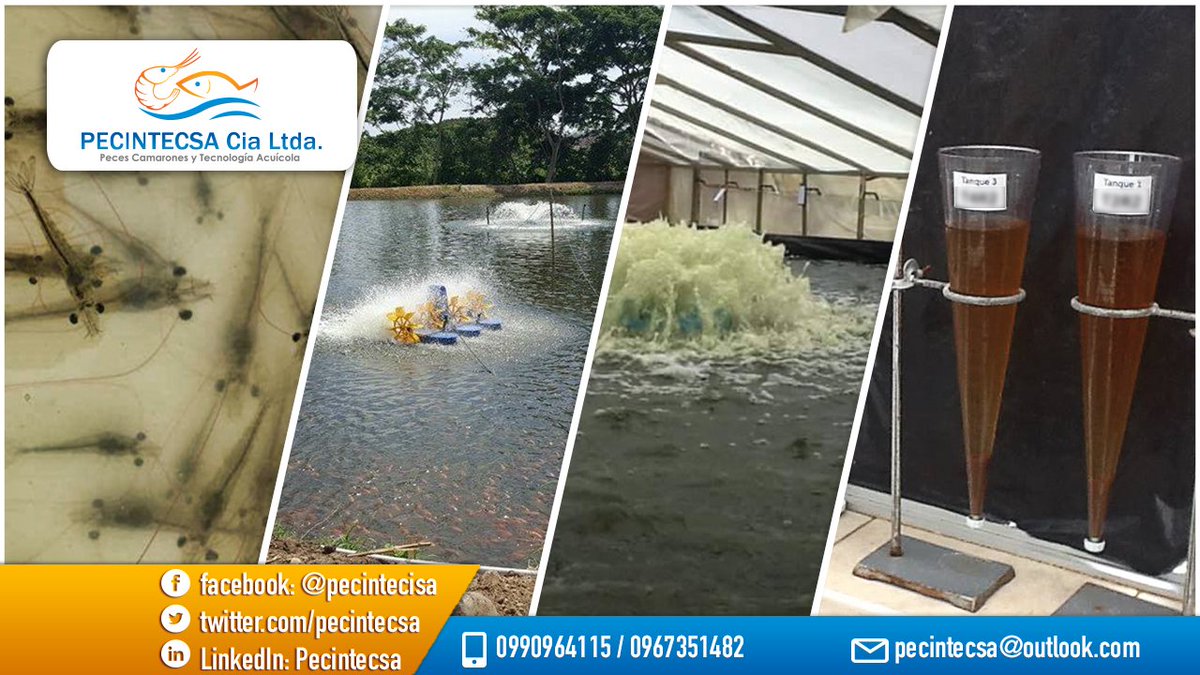 pecintecsa's tweet photo. Hacemos diseño, montaje y ejecución de #Sistemas #Intensivos y #SuperIntensivos (#Biofloc Systems) para #Peces y/o #Camarones !!

 + 593 990964115 / + 593 967351482 Rodrigo Coello
  pecintecsa@gmail.com https://t.co/ts9FoPQaV6
