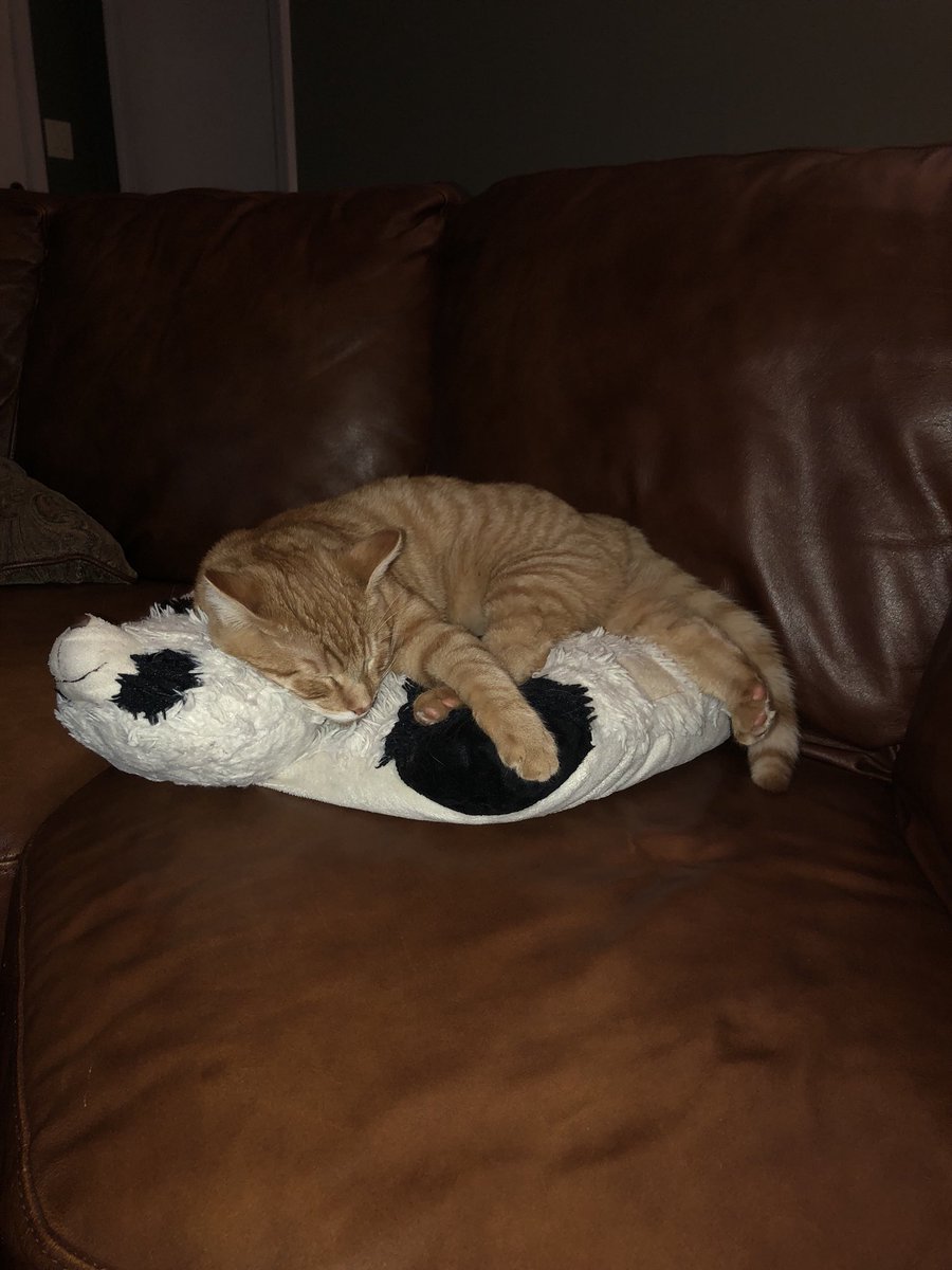 Emily_ELopez's tweet photo. My dad sends me pictures of Orange🍊 every once in a while and it brings me pure joy. I miss the both of them https://t.co/JmJkKGpmaw