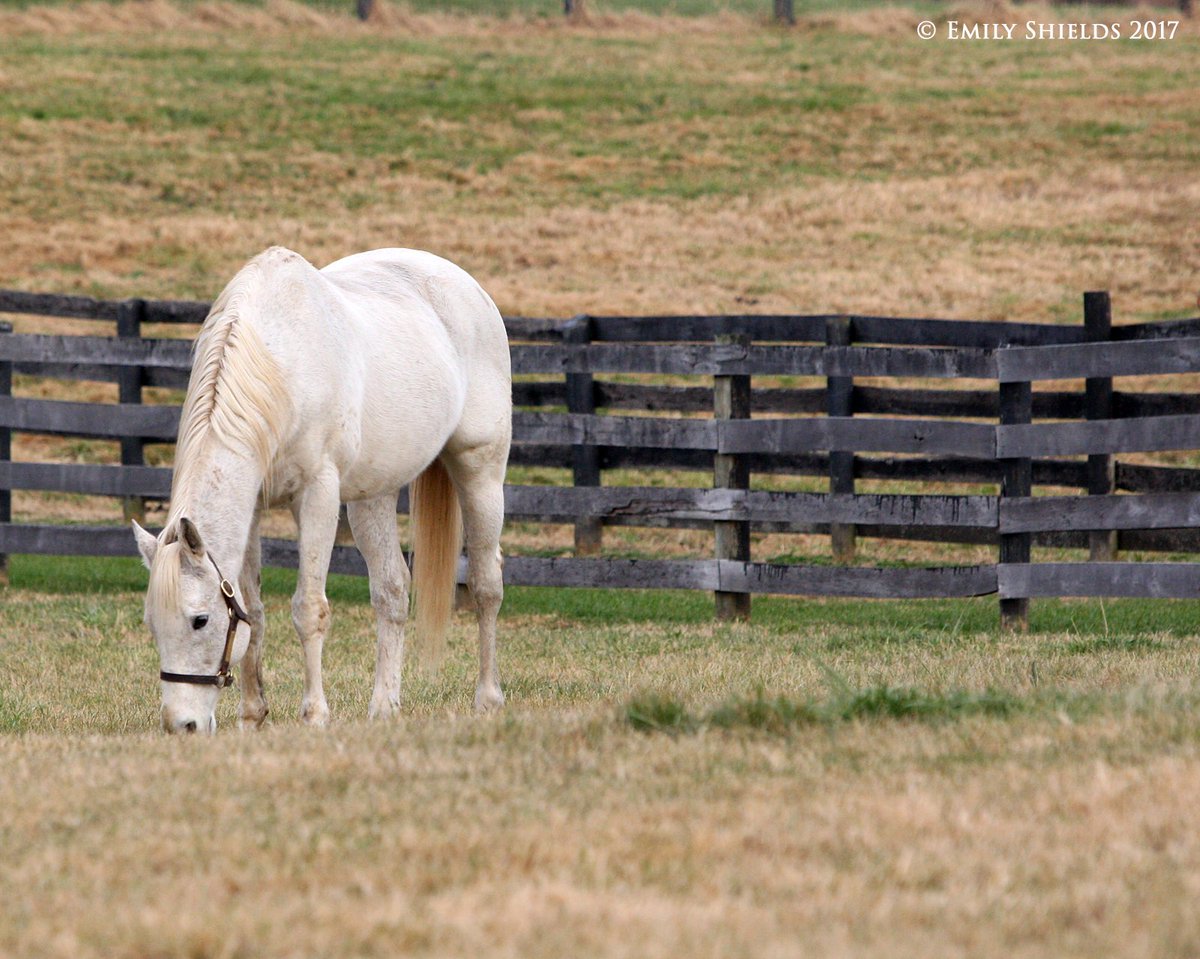 ZenyattaMafia's tweet photo. And Happy Birthday to Silver Charm. Photo taken December 2017. #dontcounttheyears #itsterrifying #weareold https://t.co/uAN1lBCAJ1