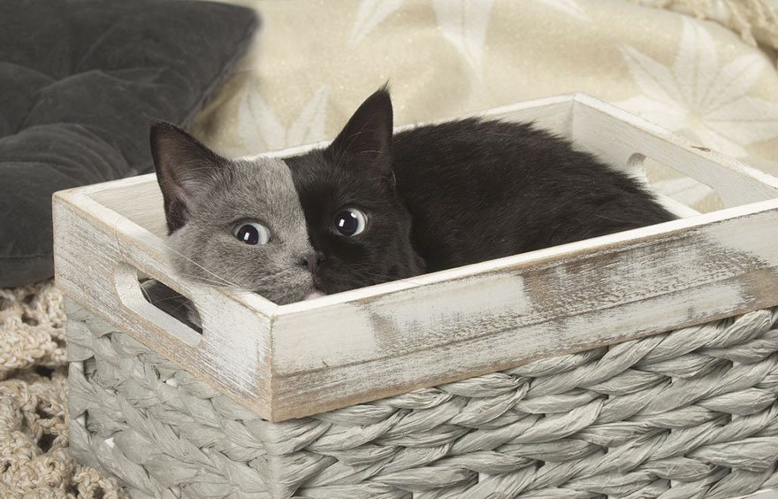フランス在住、ブラック＆グレーの美しいブリティッシュショートヘアのキメラ猫